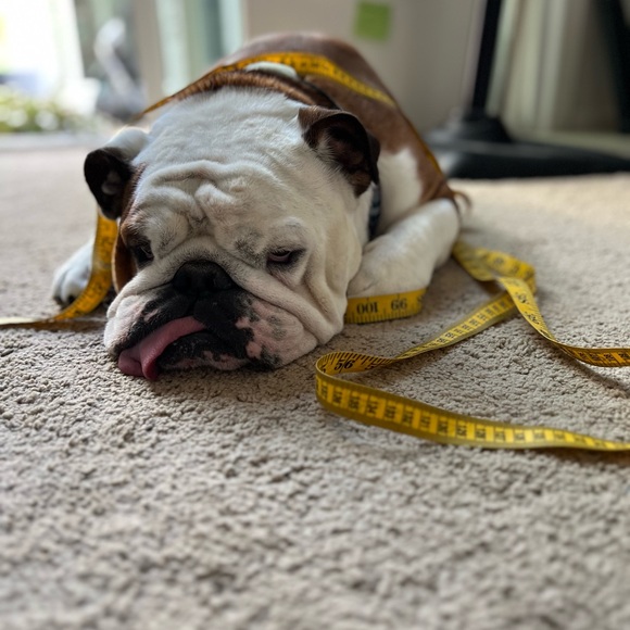 Meet your Posher, Coco - Picture 2 of 3